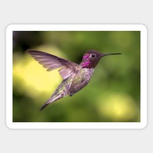 Anna's Hummingbird in Flight Sticker